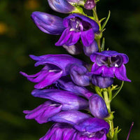 Blau Penstemon Blumensamen zur Aussaat – Bestäuber freundlich – Traditionssorte & ohne Gentechnik Samen Hausgarten