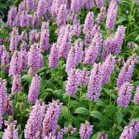 Nepeta parnassica blume samen for anpflanzung - bright blooms, heirloom & gmo free samen for home garten
 
 sale samen for anpflanzung in home garten