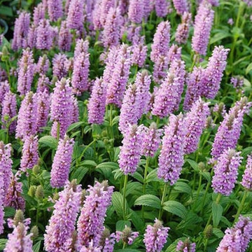 Nepeta parnassica blume samen for anpflanzung - bright blooms, heirloom & gmo free samen for home garten
 
 sale samen for anpflanzung in home garten