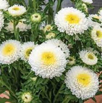 Weiß Grün China Aster Blumensamen zur Aussaat Garten beliebt Traditionssorte & ohne Gentechnik Samen Hausgarten