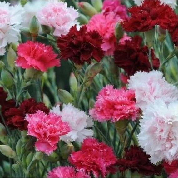 Gemischt Nelke Sonata Blumensamen zur Aussaat – duftend Blüten – Traditionssorte & ohne Gentechnik Samen Hausgarten