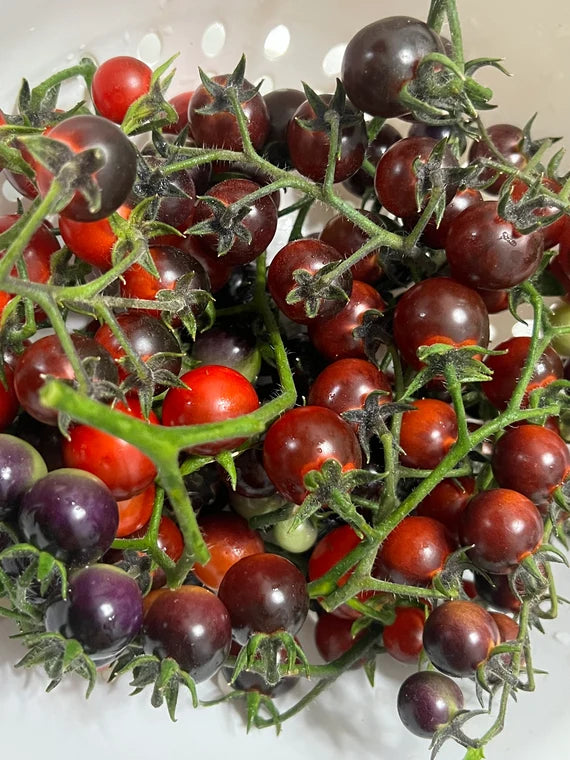 Mixed Blauberries Tomate Samen zum Pflanzen