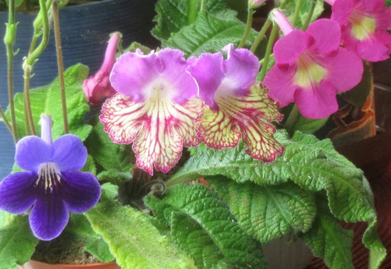 Streptocarpus Blumensamen zur Aussaat – pflegeleicht – Traditionssorte & ohne Gentechnik Samen Hausgarten
