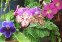 Streptocarpus Blumensamen zur Aussaat – pflegeleicht – Traditionssorte & ohne Gentechnik Samen Hausgarten