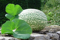 Green Cucurbita Pepo Ficifolia Samen für einfache Aussaat