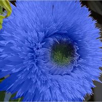 TEDDYB Sonnenblumensamen Samen Cute – klein Sunflowers