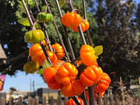 Gelborange Solanum Aethiopicum Gemüsesamen für einfaches Anpflanzen