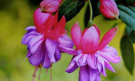 Lila Rosa Fuchsie Blumensamen zur Aussaat Anzucht Traditionssorte & ohne Gentechnik Samen Hausgarten