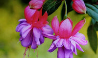 Lila Rosa Fuchsie Blumensamen zur Aussaat Anzucht Traditionssorte & ohne Gentechnik Samen Hausgarten