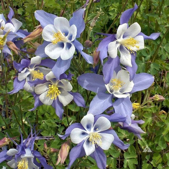 Himmelblau Columbine Blumensamen zur Aussaat ideal Rabatten Traditionssorte & ohne Gentechnik Samen Hausgarten