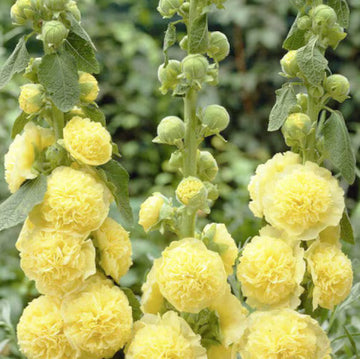 Gelb Stockrose Blumensamen zur Aussaat – farbenfroh Schau – Traditionssorte & ohne Gentechnik Samen Hausgarten