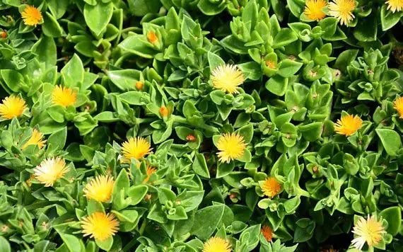 Succulent Blumensamen zur Aussaat sonnenliebend Traditionssorte & ohne Gentechnik Samen Hausgarten