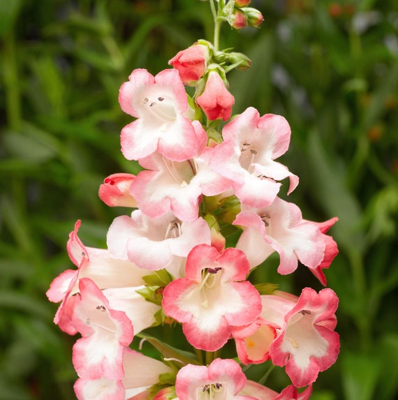 Rosa penstemon blume samen for anpflanzung - low maintenance, heirloom & gmo free samen for home garten
 
 sale samen for anpflanzung in home garten