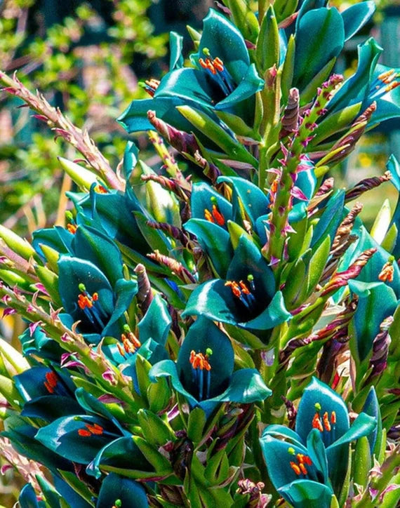 Violett Sapphire Tower Blumensamen zur Aussaat – Drought verträglich – Traditionssorte & ohne Gentechnik Samen Hausgarten