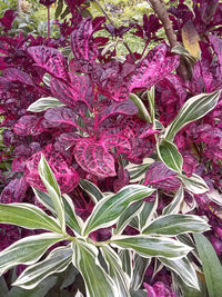 Lila iresine blume samen for anpflanzung - drought tolerant, heirloom & gmo free samen for home garten
 
 sale samen for home garten