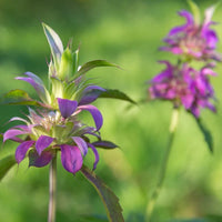Monarda citriodora Blumen  Samenfür einfaches Anpflanzen