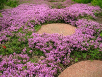 Rosa Creeping Thyme Blumensamen zur Aussaat Anzucht Traditionssorte & ohne Gentechnik Samen Hausgarten
