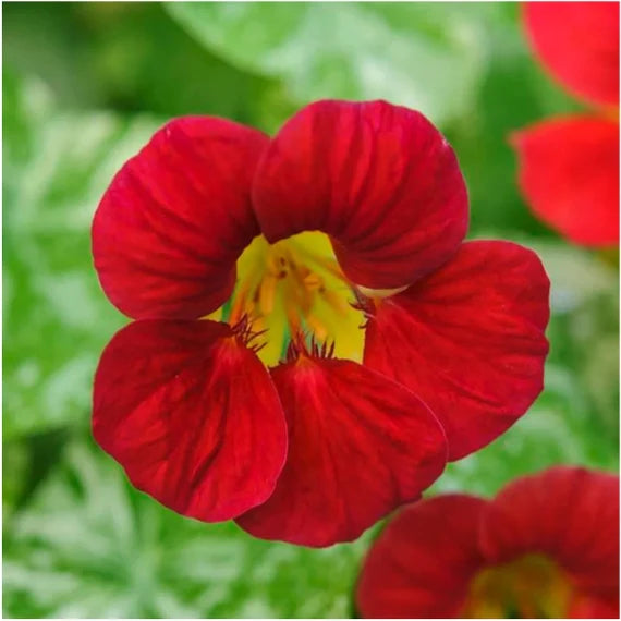 Scarlet Rot Kapuzinerkresse Re-seeding einjährige Blume Samen farbenfroh und Resilient Garten Blüten