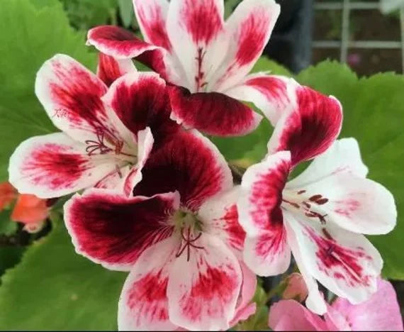 Weiß DarkRed Geranie Pelargonium Samen zur Aussaat leuchtend Traditionssorte & ohne Gentechnik Samen Hausgarten