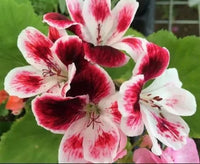 Weiß DarkRed Geranie Pelargonium Samen zur Aussaat leuchtend Traditionssorte & ohne Gentechnik Samen Hausgarten