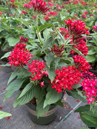 Traditionssorte Pentas Lanceolata Blumensamen zur Aussaat lang Blüte Saison Traditionssorte & ohne Gentechnik Samen Hausgarten