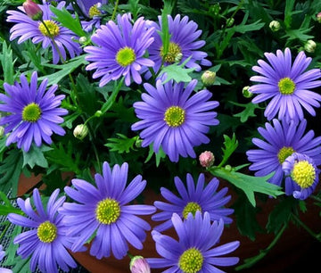 Blau Brachycome Blumensamen: wichtig Aussaat Leitfaden
