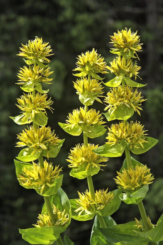 Gelb gentian blume samen for anpflanzung - shade tolerant, heirloom & gmo free samen for home garten
 
 sale samen for home garten