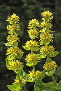 Gelb gentian blume samen for anpflanzung - shade tolerant, heirloom & gmo free samen for home garten
 
 sale samen for home garten