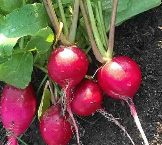 Lila Radish Samen für einfache Aussaat