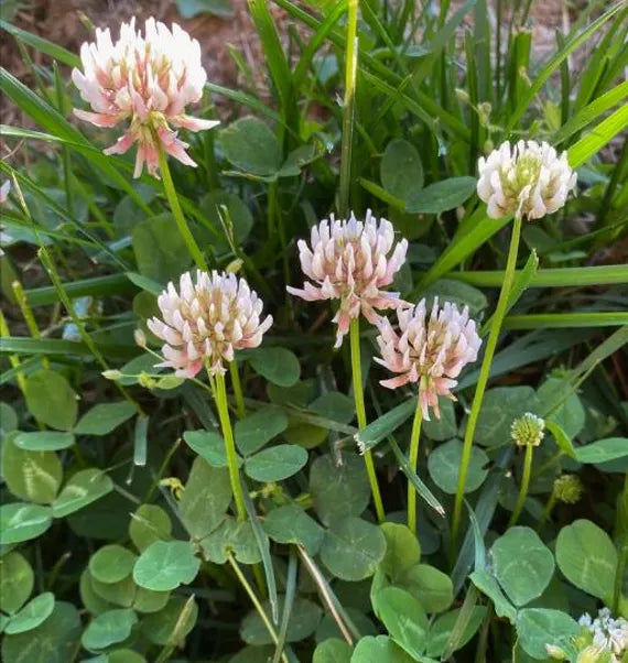 Clover Blumensamen zur Aussaat – leuchtend Traditionssorte & ohne Gentechnik Samen Hausgarten