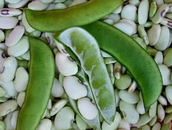 Lila & Weiß Lima Bean Samen zum Pflanzen