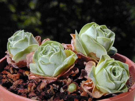 kaufen green aeonium greenovia pflanze pflanzung samen Stück, 100 Stück