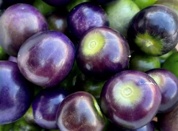 Lila Tomatillo Samen für einfache Aussaat