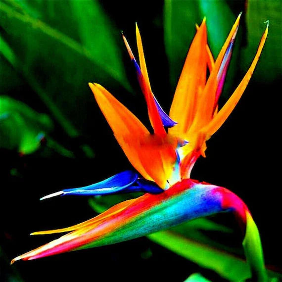 Orange Blau Paradiesvogelblume Reginae Blumensamen zur Aussaat Anzucht Traditionssorte & ohne Gentechnik Samen Hausgarten