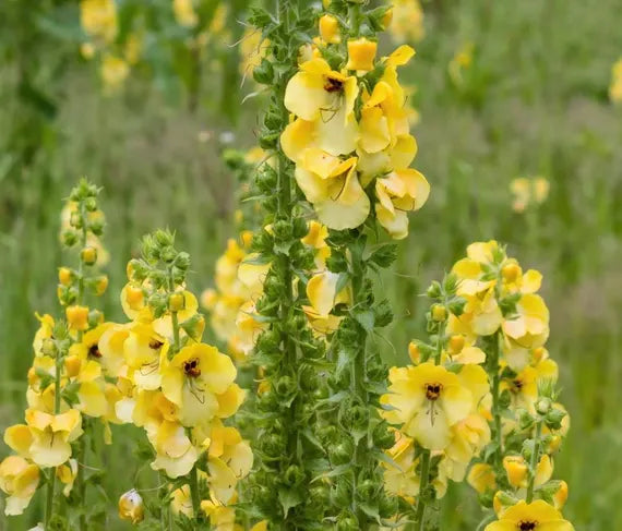 Gelb Densiflorum Blumensamen zur Aussaat – ideal Rabatten – Traditionssorte & ohne Gentechnik Samen Hausgarten