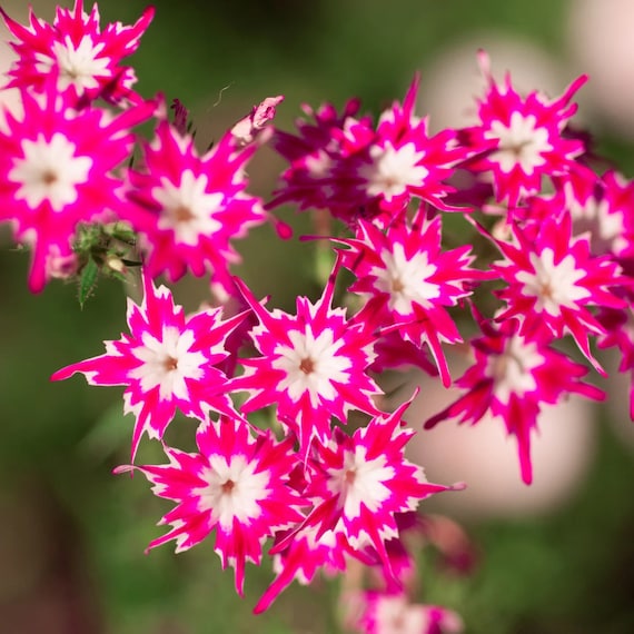 Twinkle Star Blumensamen zur Aussaat ideal Rabatten Traditionssorte & ohne Gentechnik Samen Hausgarten