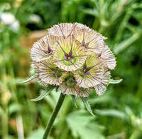 Drumstick Scabiosa Blumensamen zur Aussaat Halbschatten verträglich Traditionssorte & ohne Gentechnik Samen Hausgarten