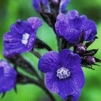 Blau Anchusa Blumensamen zur Aussaat ideal Rabatten Traditionssorte & ohne Gentechnik Samen Hausgarten
