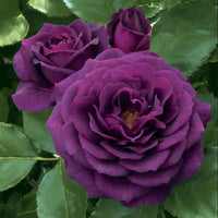 dunkel Violett Grün Rose Blumensamen zur Aussaat Garten beliebt Traditionssorte & ohne Gentechnik Samen Hausgarten