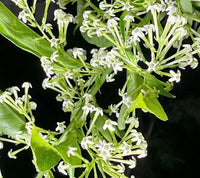 Nocturnum Blumensamen zur Aussaat – saisonal Dauerblüher – Traditionssorte & ohne Gentechnik Samen Hausgarten