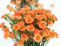 Orange Nelke Blumensamen zur Aussaat – kompakt Wuchs Traditionssorte & ohne Gentechnik Samen Hausgarten