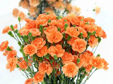 Orange Nelke Blumensamen zur Aussaat – kompakt Wuchs Traditionssorte & ohne Gentechnik Samen Hausgarten