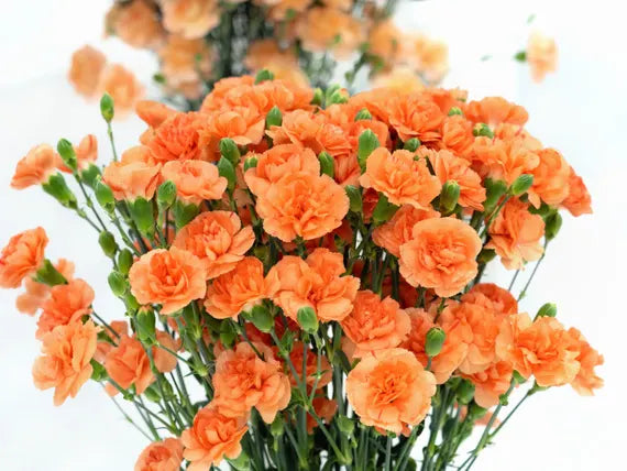 Orange Nelke Blumensamen zur Aussaat – kompakt Wuchs Traditionssorte & ohne Gentechnik Samen Hausgarten