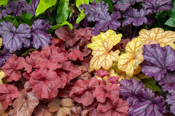Mixed heuchera coral blume samen for anpflanzung perfect for borders heirloom & gmo free samen for home garten 
 
 sale for anpflanzung in home garten