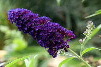 Lila buddleja blume samen for anpflanzung - pollinator friendly, heirloom & gmo free samen for home garten
 
 sale for anpflanzung in home garten.