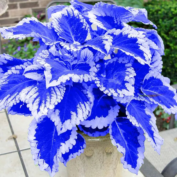 Blau Weiß Buntnessel Blumensamen zur Aussaat leuchtend Traditionssorte & ohne Gentechnik Samen Hausgarten