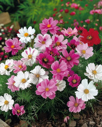 Gemischt Cosmos Blumensamen zur Aussaat Halbschatten verträglich Traditionssorte & ohne Gentechnik Samen Hausgarten
