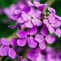 Violett Lunaria Money Pflanze Samen zur Aussaat – einzigartig Coin-Shaped Leaves