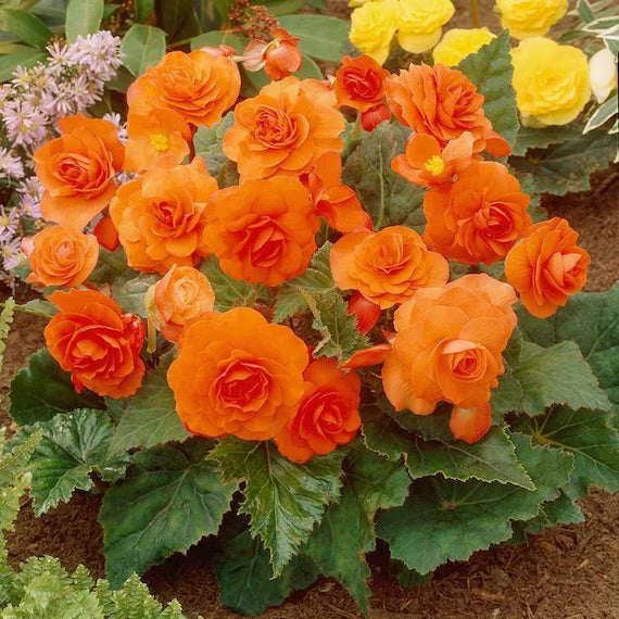 Orange Begonie Blumensamen zur Aussaat – robust Sorte – Traditionssorte & ohne Gentechnik Samen Hausgarten