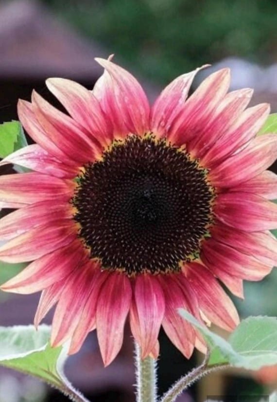 Sonnenblume Blumensamen zur Aussaat – hochwertige Qualitäts- – Traditionssorte & ohne Gentechnik Samen Hausgarten